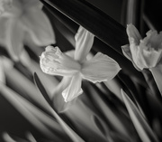 19th Mar 2015 - daffodil