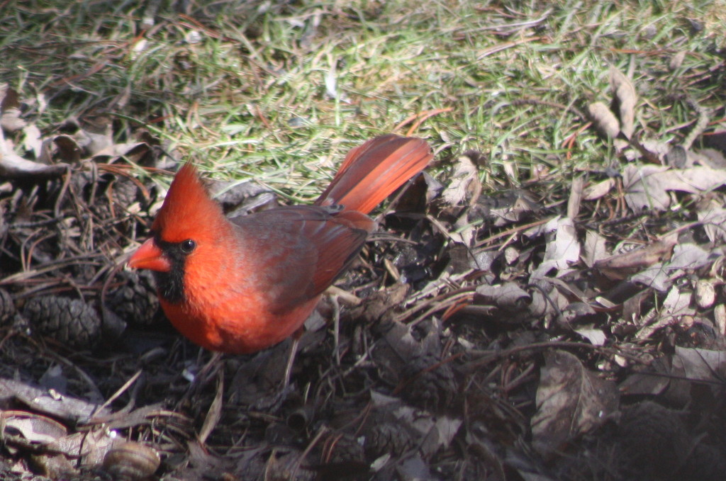 Mr. Cardinal came calling by bruni