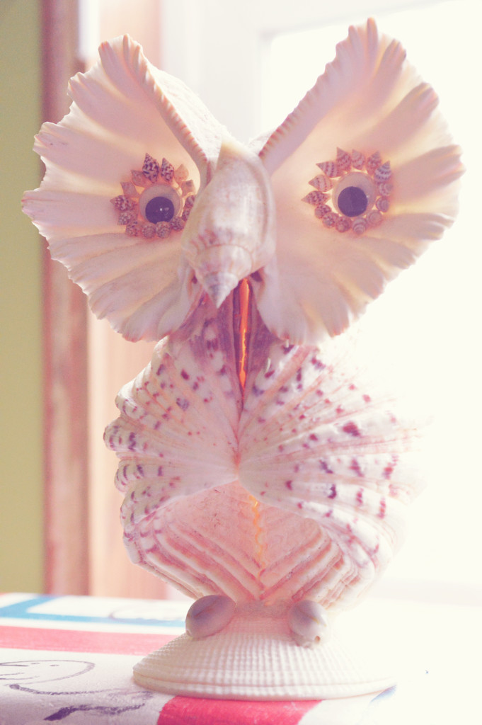Is it a Seashell or an Owl?! by mej2011
