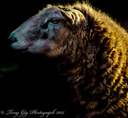 21st Mar 2015 - Derbyshire Sheep