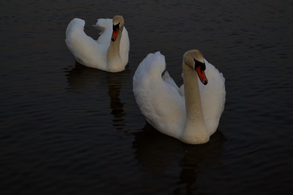 Swans by tomdoel
