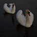 Swans by tomdoel