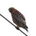 Spotted this Red Shouldered Hawk on this Cloudy Day by markandlinda