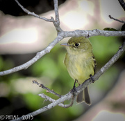 20th Mar 2015 - Pacific-slope Flycatcher