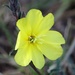 Single Yellow Flower by leestevo