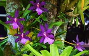 21st Mar 2015 - Purple Orchid.