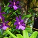 Purple Orchid. by happysnaps