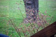 19th Mar 2015 - Blueberry Bush Blooms