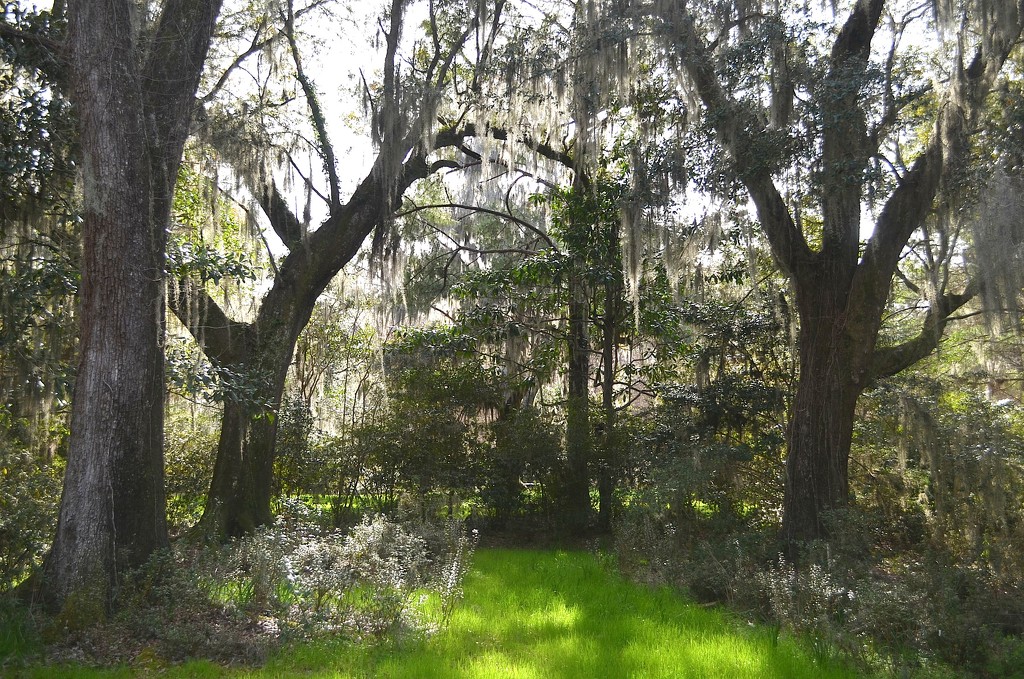 Woodland scene, Magnolia Gardens, Charleston, SC by congaree
