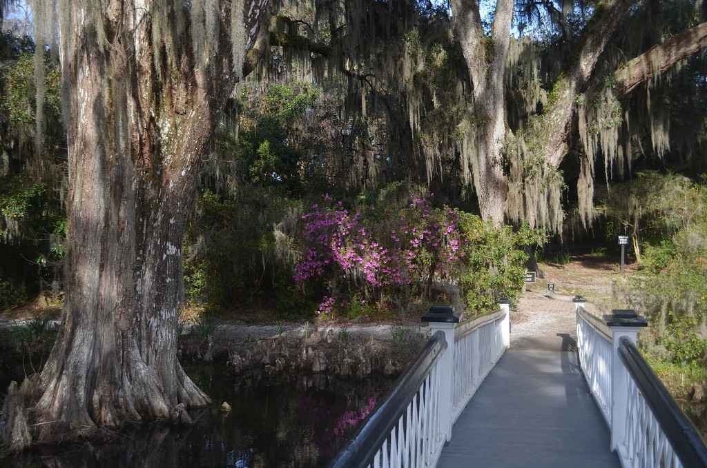 The Long Bridge, Magnolia Gardens, Charleston, SC by congaree