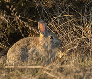 20th Mar 2015 - rabbit