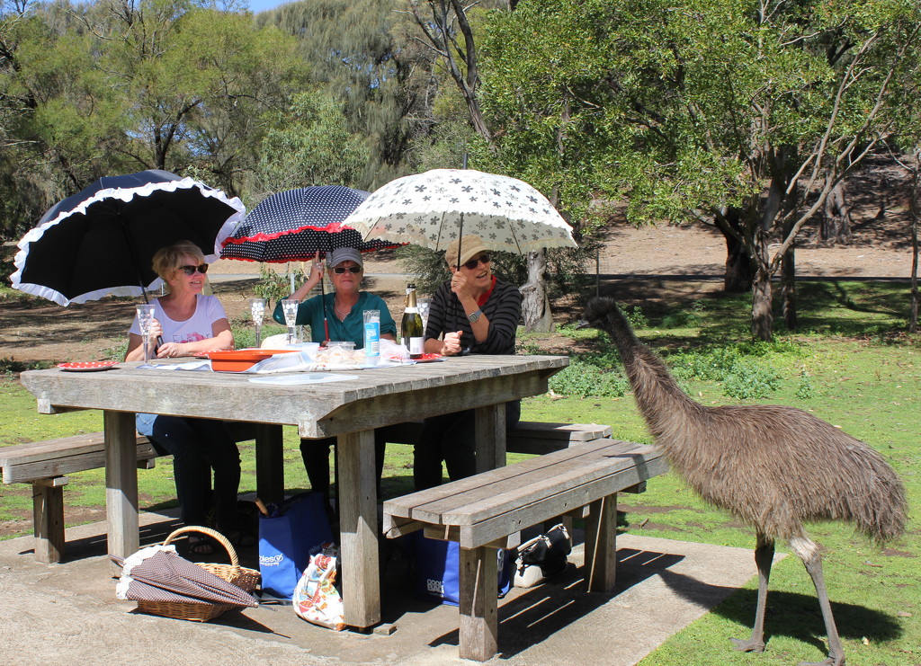 Where's your brolly Miss Emu? by gilbertwood