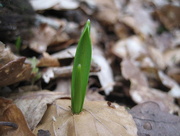 2nd Mar 2013 - Through leaf