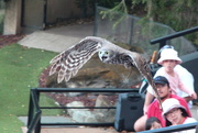 21st Mar 2015 - Taronga Zoo - Owl