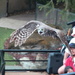 Taronga Zoo - Owl by terryliv
