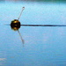 buoy by steveandkerry
