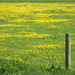 Buttercup field by steveandkerry