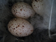 4th Jun 2013 - Swallows eggs