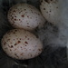Swallows eggs by steveandkerry