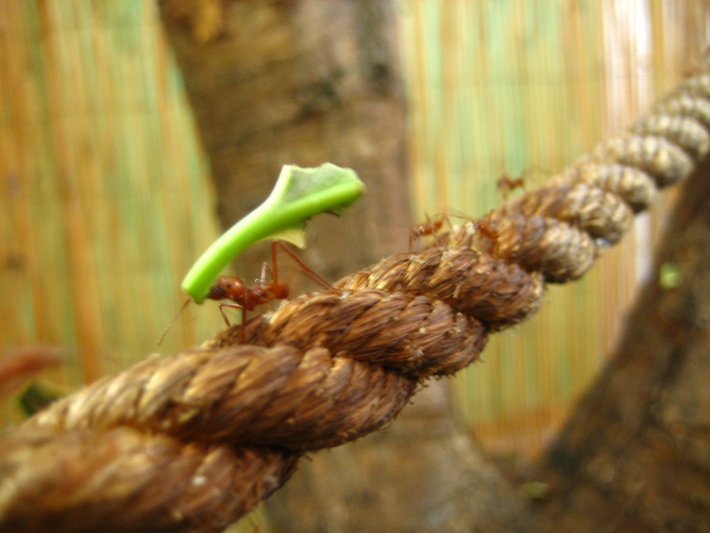 Leaf cutting ant by steveandkerry