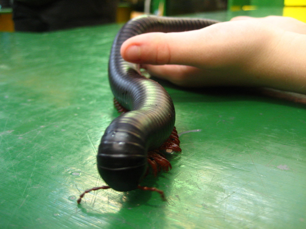 Very big millipede by steveandkerry