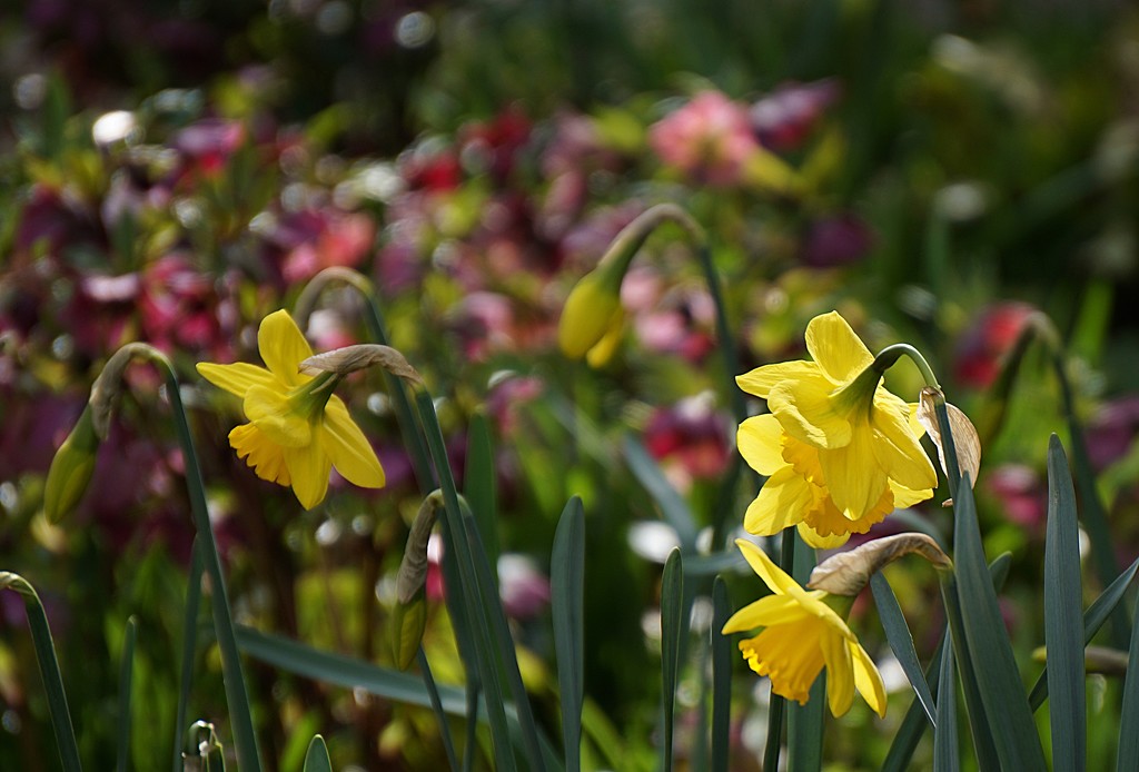 daffodils in sunlight by quietpurplehaze