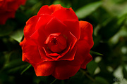21st Mar 2015 - Mini potted rose