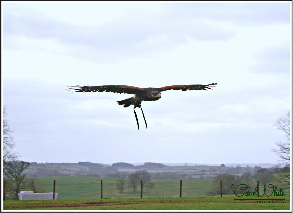 Harris' Hawk In Flight by carolmw