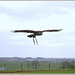 Harris' Hawk In Flight by carolmw