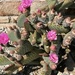 Desert Blooms in Yuma by wilkinscd