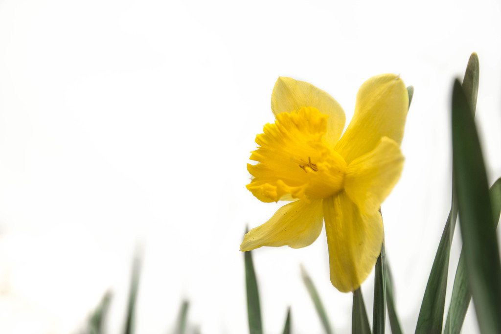 First Daffodil by ckwiseman