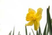 21st Mar 2015 - First Daffodil
