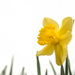 First Daffodil by ckwiseman