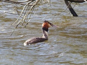 21st Mar 2015 -  Great Crested Grebe