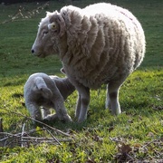 21st Mar 2015 - Lamb feeding