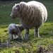 Lamb feeding by barrowlane