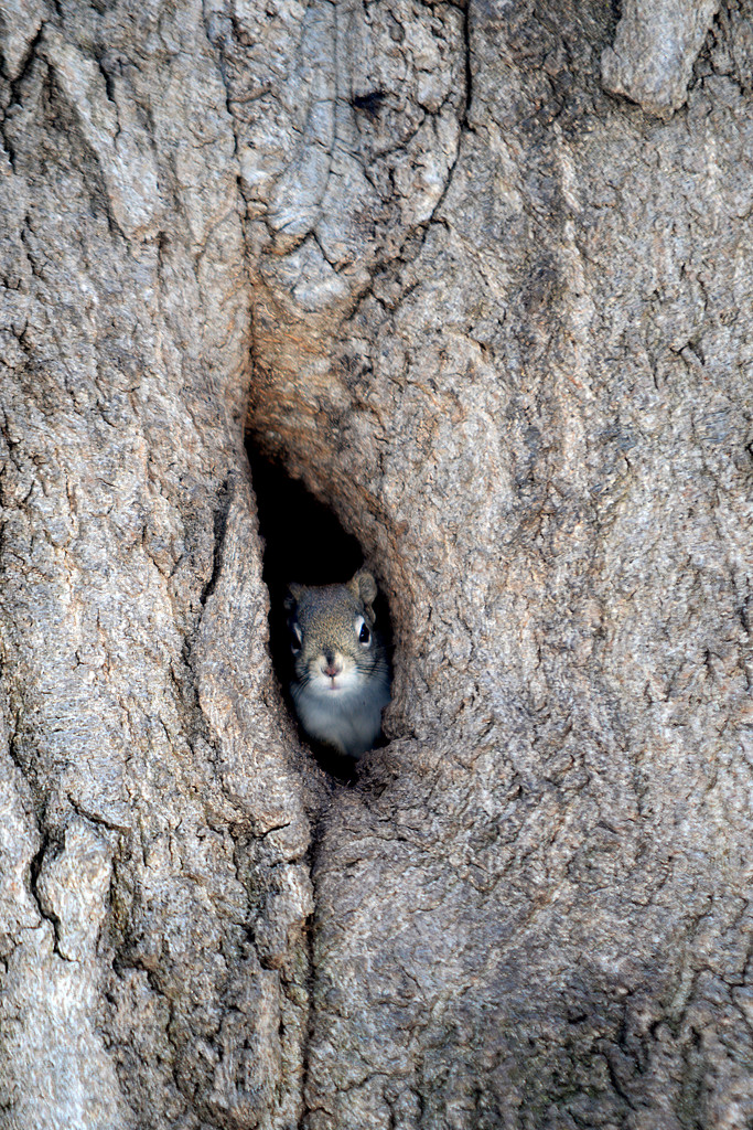 Peek-a-boo Squirrel! by fayefaye