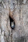 21st Mar 2015 - Peek-a-boo Squirrel!