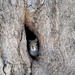 Peek-a-boo Squirrel! by fayefaye