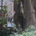 21 March 2015 Goldfinches to brighten your day. by lavenderhouse