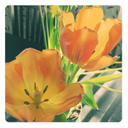 19th Mar 2015 - Orange Tulips