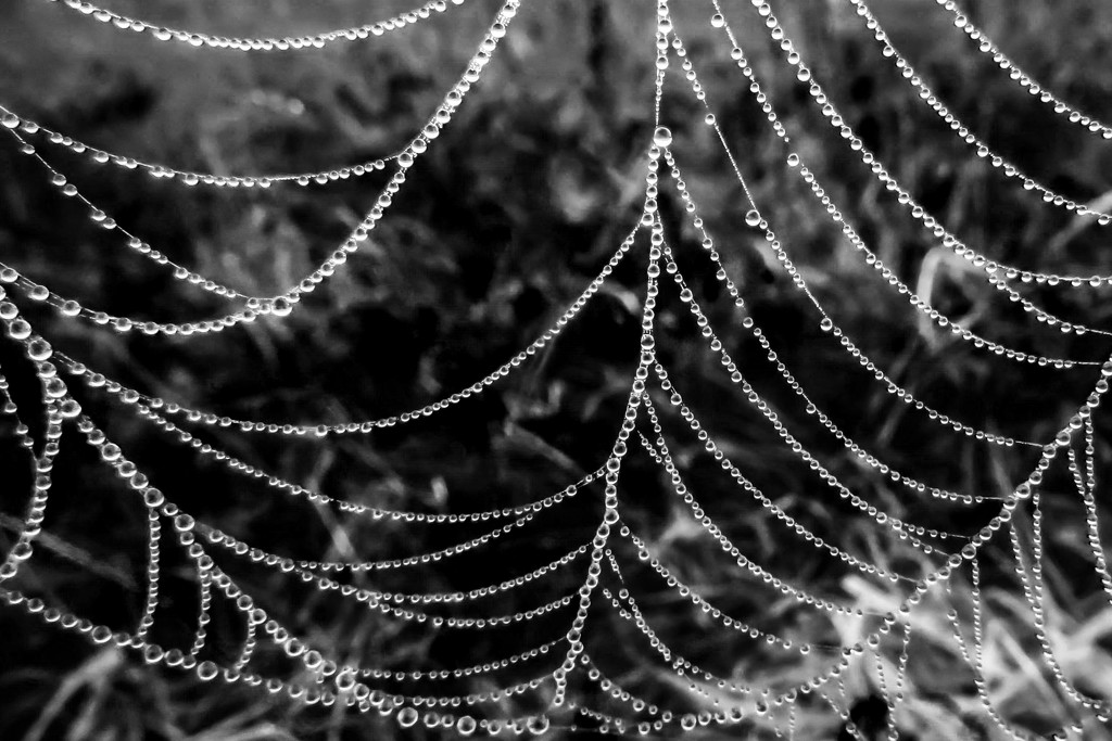 With Dew Drops Come Spiderwebs by milaniet