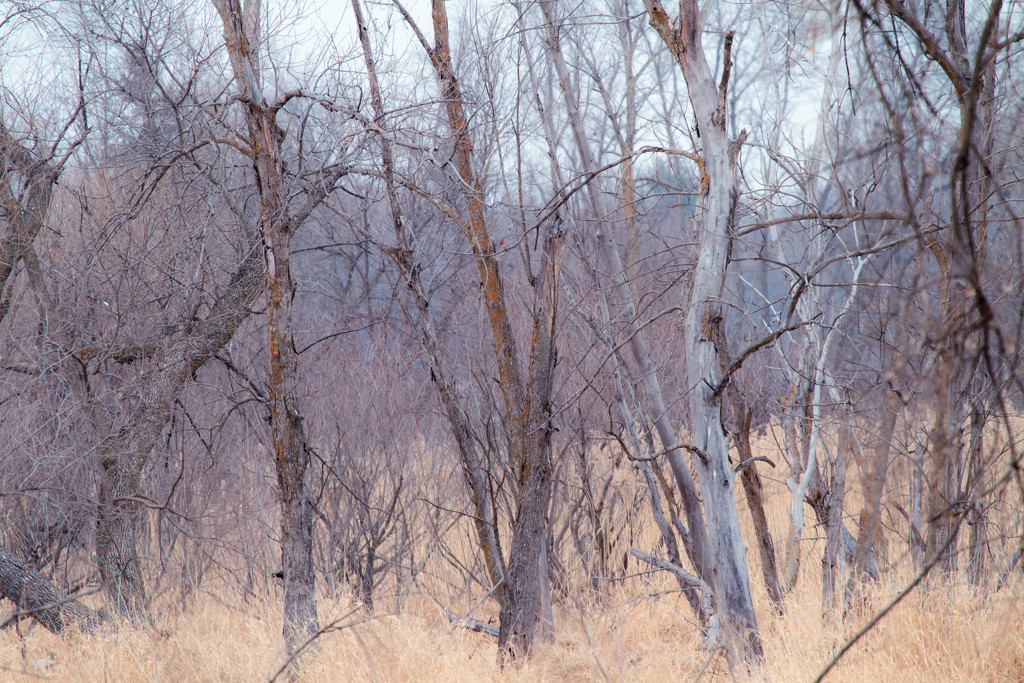 Wetland by tosee