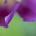 Tulip Drop by kwind