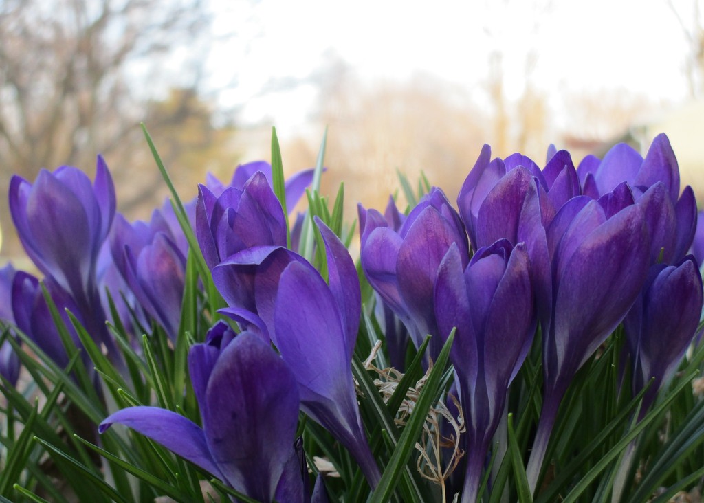 Crocus by tunia