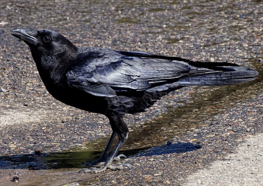 Crow in the Parking Lot by annepann