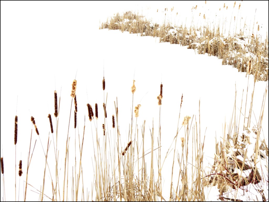 Cattails by a Snowy Lake by olivetreeann