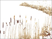 21st Mar 2015 - Cattails by a Snowy Lake