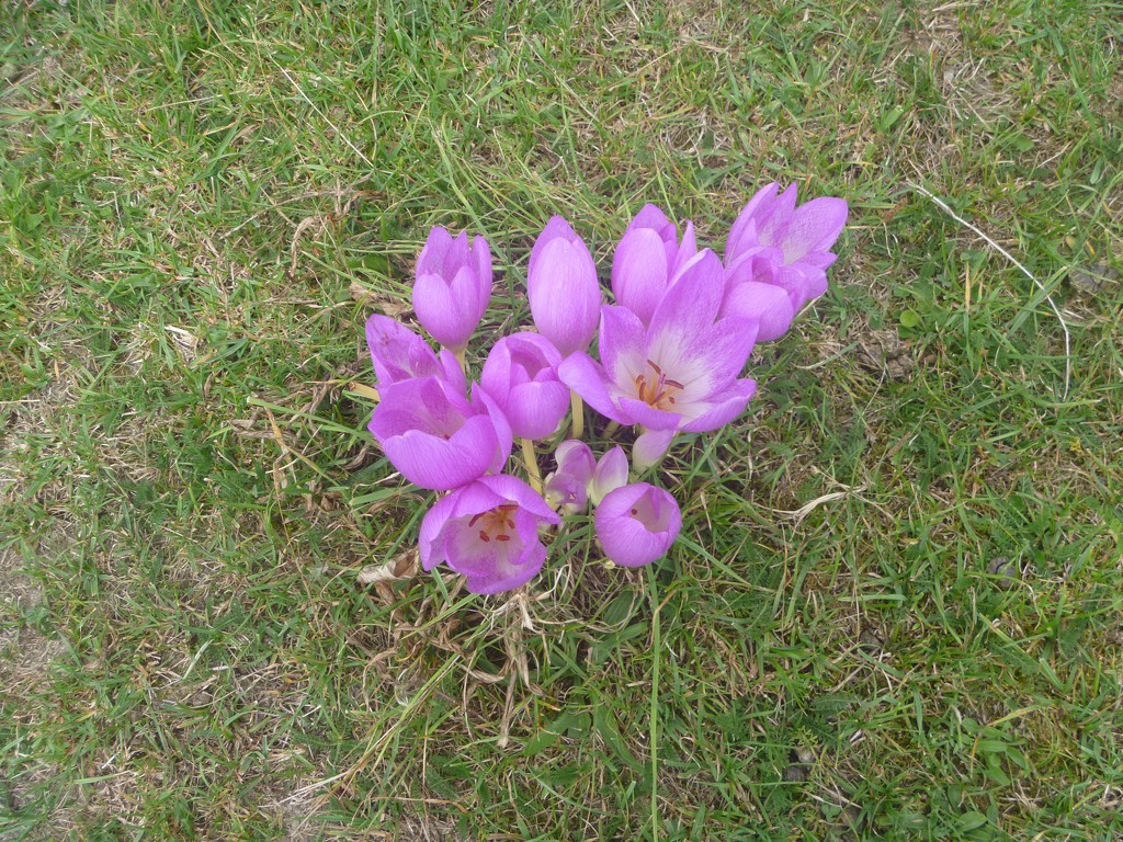 Wild Crocus by kyfto