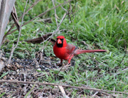 17th Mar 2015 - Red Bird on the ground
